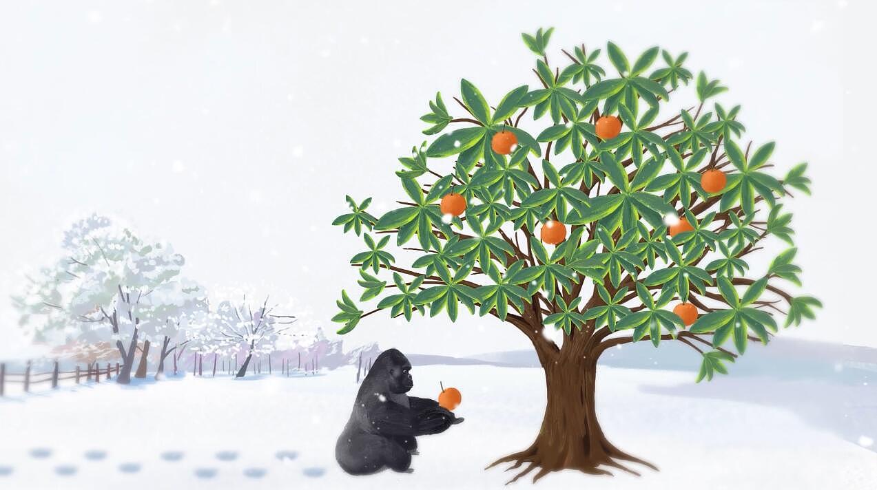 雪景大猩猩MG短片