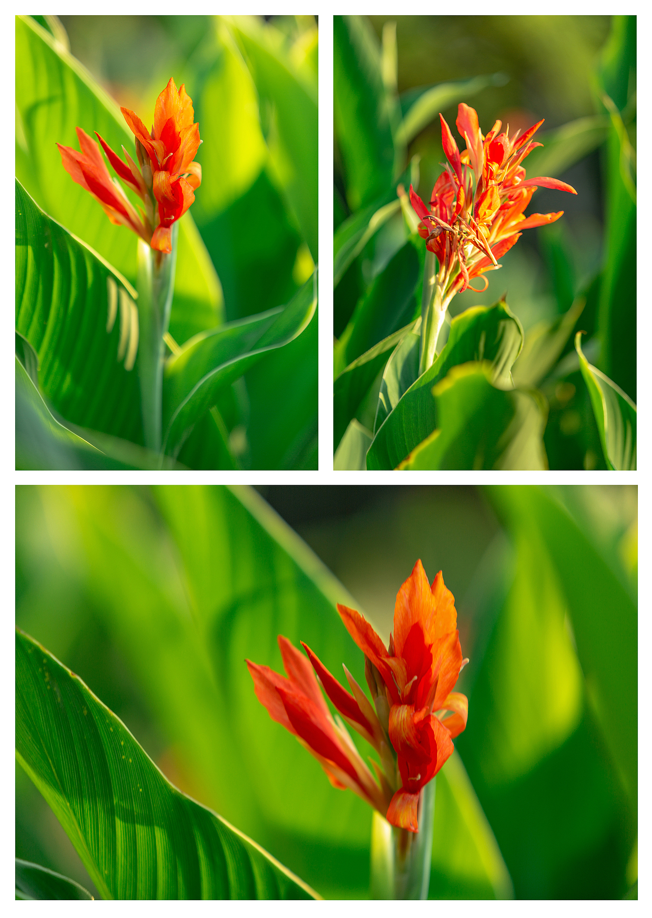 流浪的喵星人（图ZMzE3MDEwMzIw） - 人像摄影 - 站酷设计师习文练武好少年原创素材 - 站酷ZCOOL