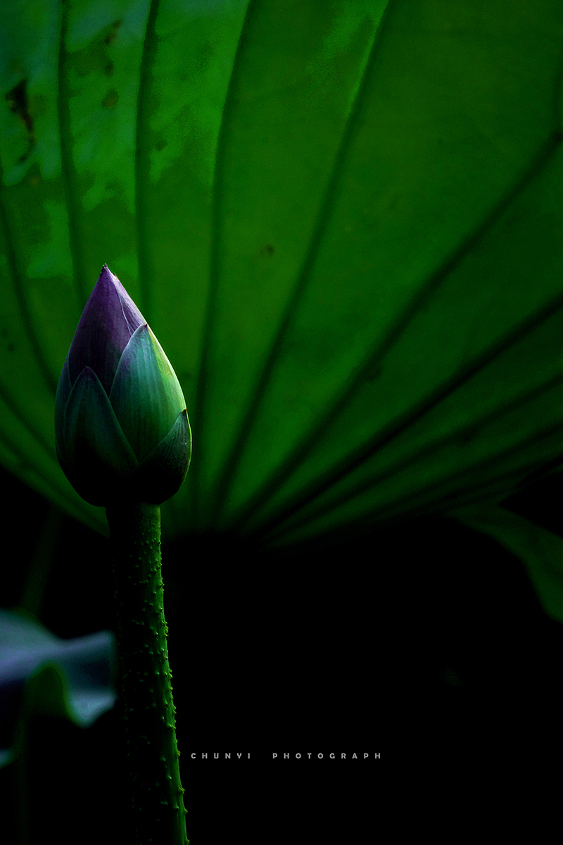 【2020年 / 第12年拍荷 / 荷有四季，常乐我净】（图ZMjk4MzUyNTg4） - 时尚/艺术摄影 - 站酷设计师Chunyi纯一原创素材 - 站酷ZCOOL