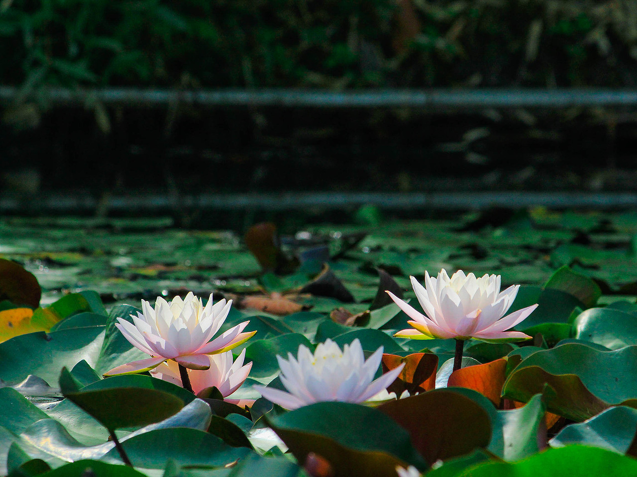 白莲（横图版）（图ZMzE0Nzg4NTc2） - 风光摄影 - 站酷设计师杪鹤原创素材 - 站酷ZCOOL