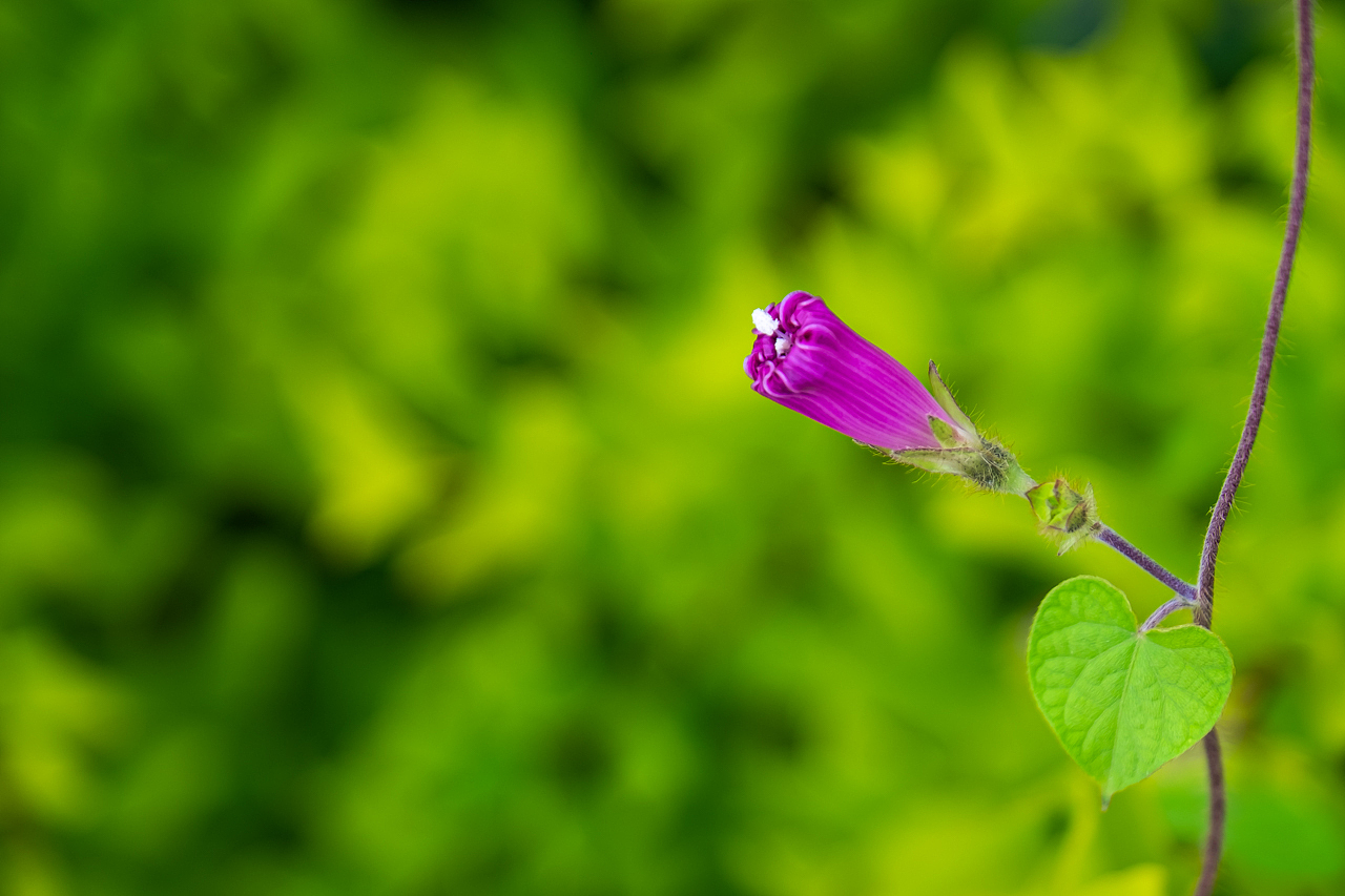 大理理想邦(圣托里尼)