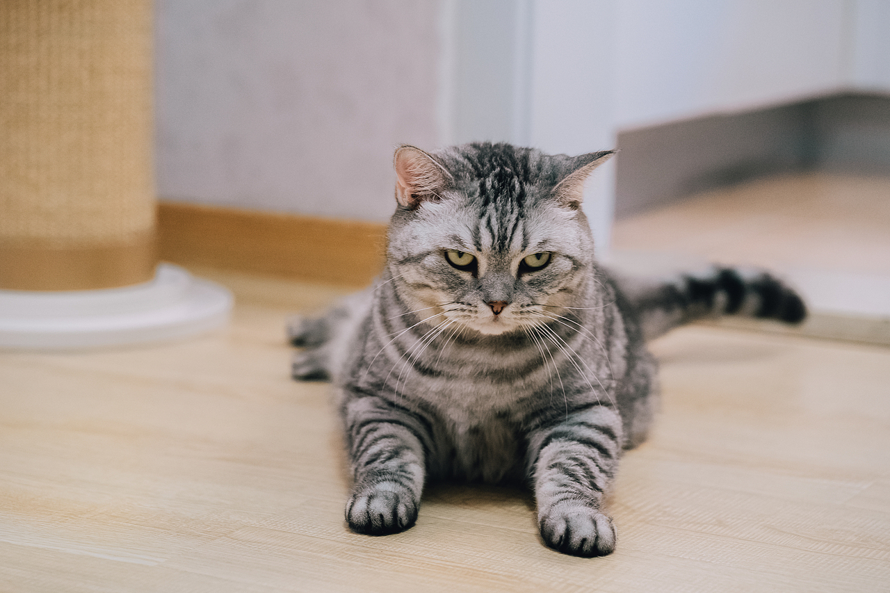 宠物摄影-马路-2021