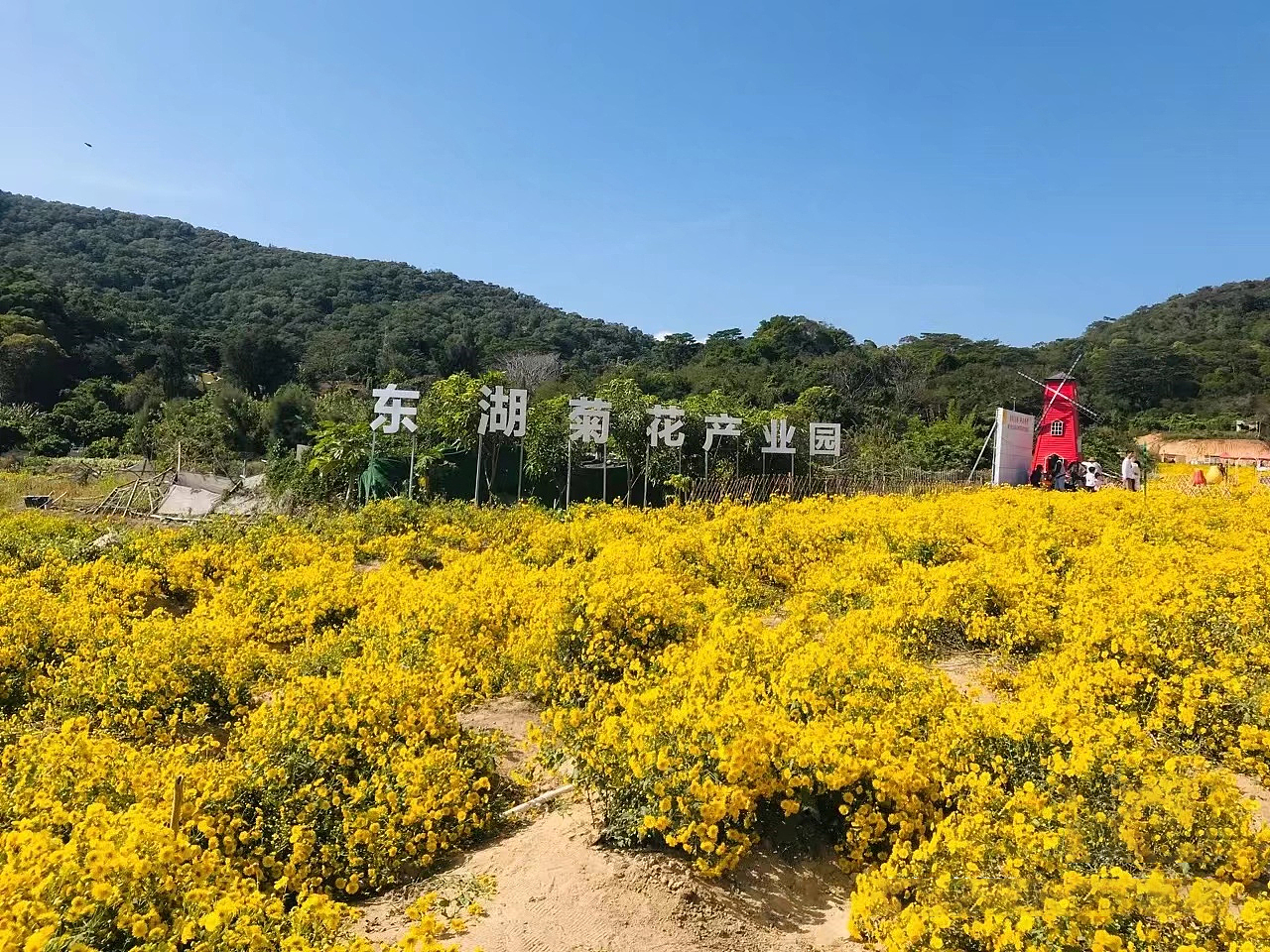 家乡文创-东湖菊花品牌包装设计（图ZMzU5MTM3MzQ0） - 包装 - 站酷设计师Mumu_Dw原创素材 - 站酷ZCOOL