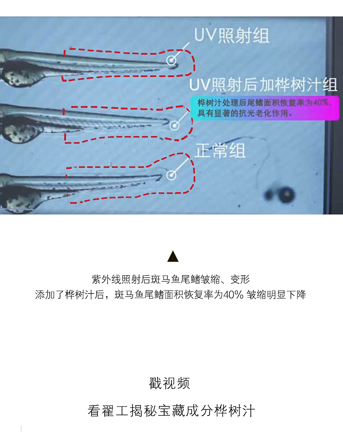 养生堂 X 美丽修行 | 揭秘硬核抗老实力（图ZMzMxNzgzMzY4） - 宣传物料 - 站酷设计师Z42433186原创素材 - 站酷ZCOOL