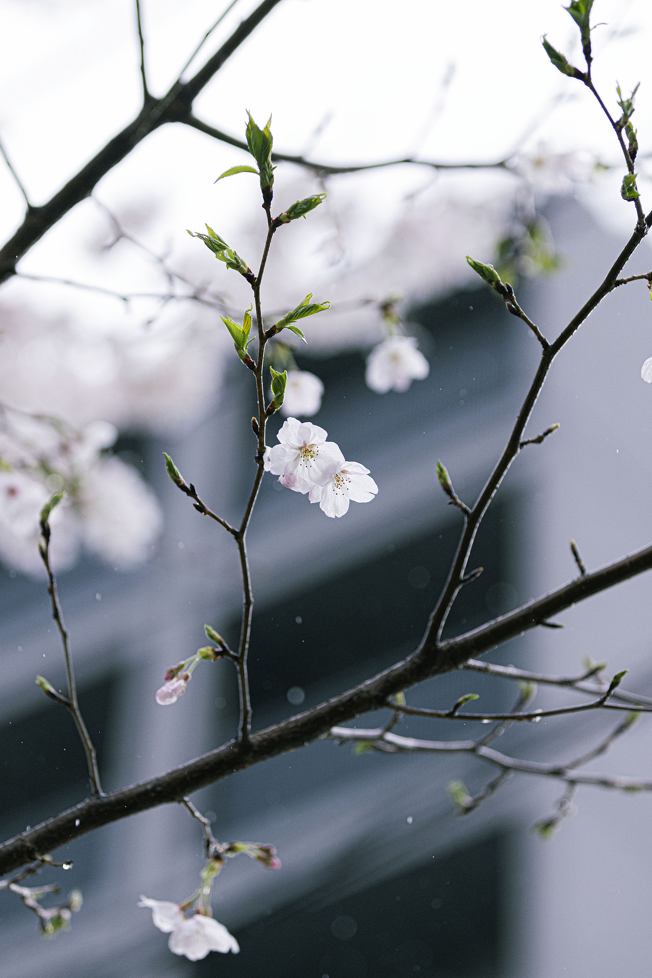 雨水会把樱花带到春天的每个角落（图ZMzM3NjM3MjMy） - 人文/纪实摄影 - 站酷设计师阳光呀阳光你别走原创素材 - 站酷ZCOOL