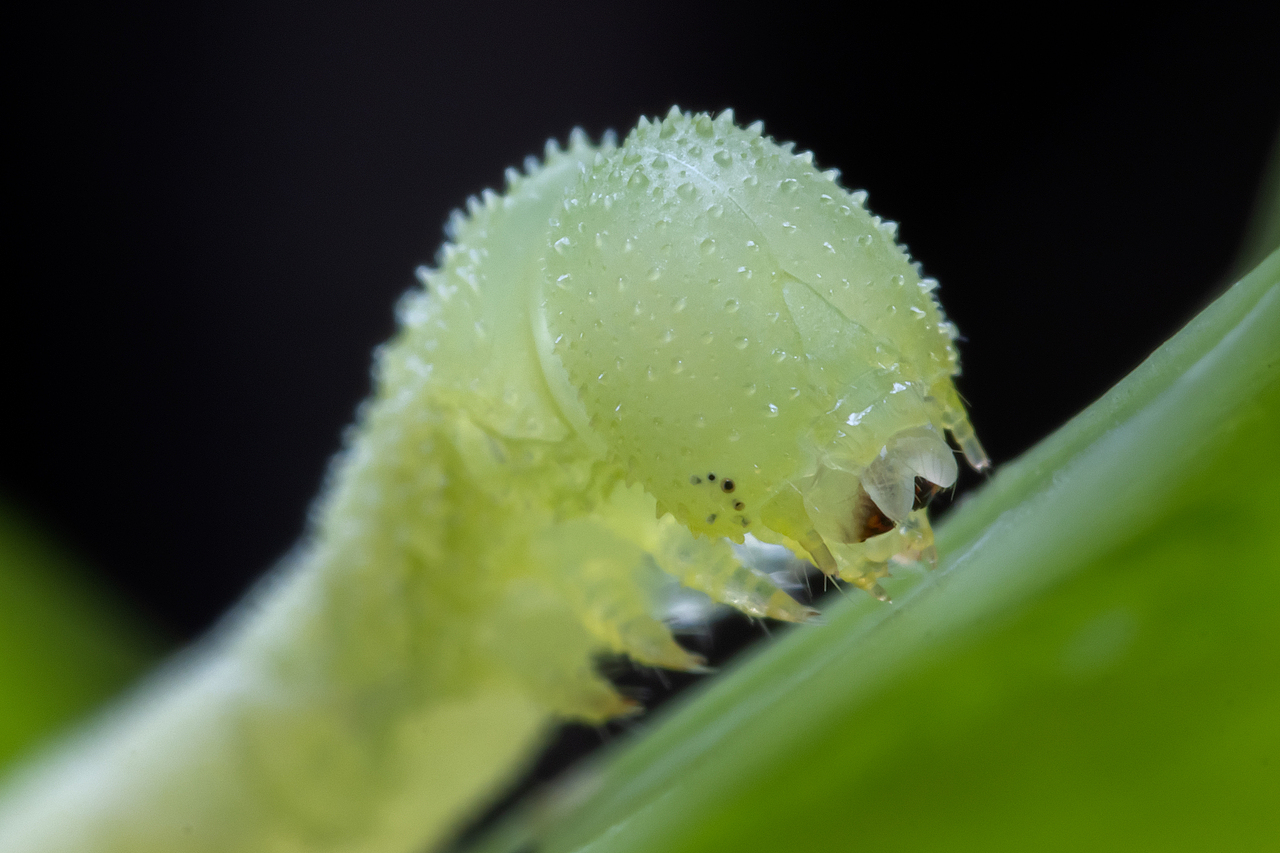 一条虫子（图ZMzA0NjE5MTIw） - 其他摄影 - 站酷设计师TAOWORKS原创素材 - 站酷ZCOOL