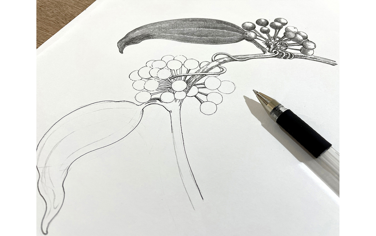 苏武插画《十二本草 . 本草银耳》的创作过程（图ZMzAyNTY2NDQ4） - 商业插画 - 站酷设计师春天的田野原创素材 - 站酷ZCOOL
