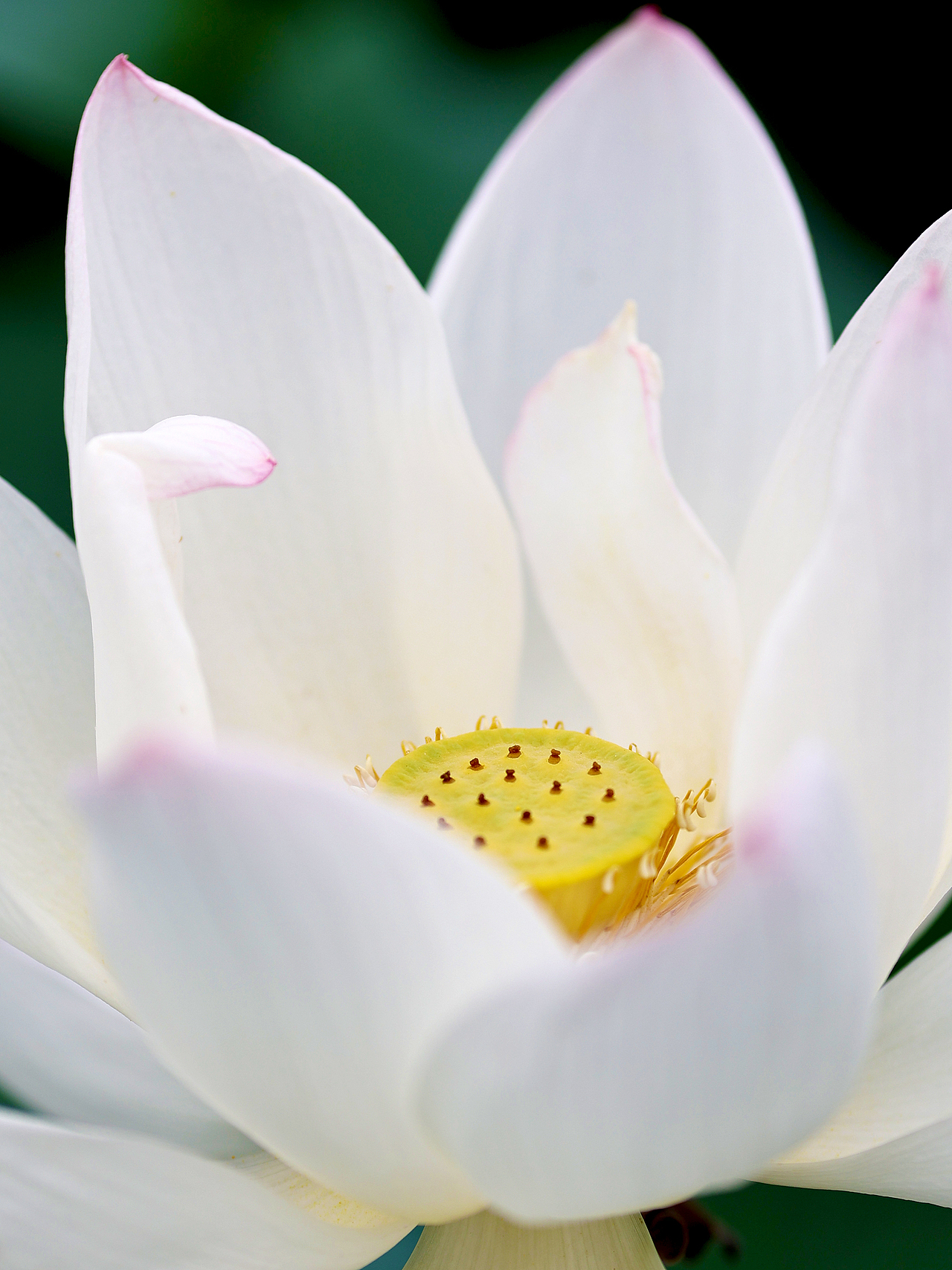 [游玩] 夏日觉醒：新津千亩荷塘