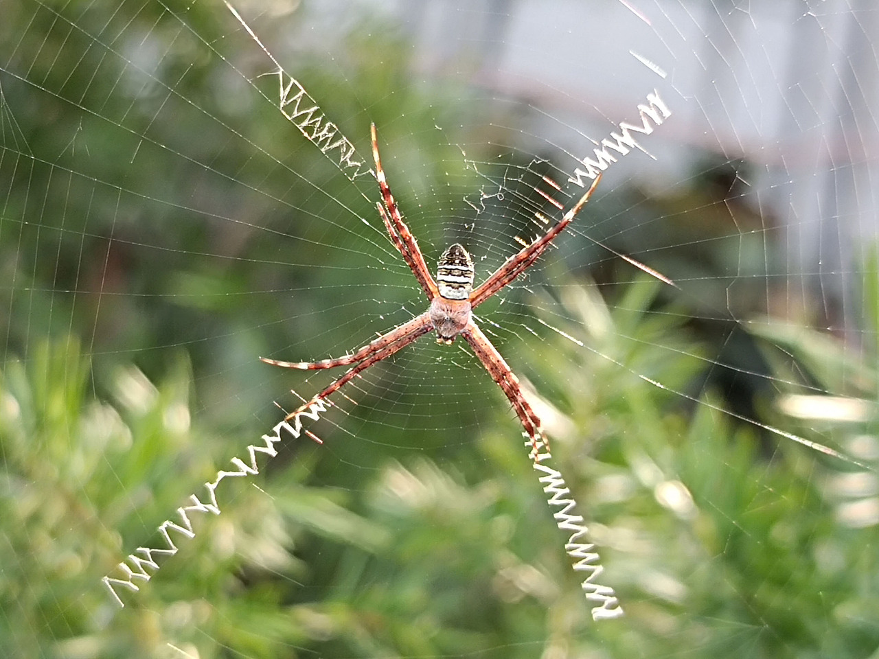 悦目金蛛（图ZMzY2NTQ4ODUy） - 风光摄影 - 站酷设计师sosovipp原创素材 - 站酷ZCOOL