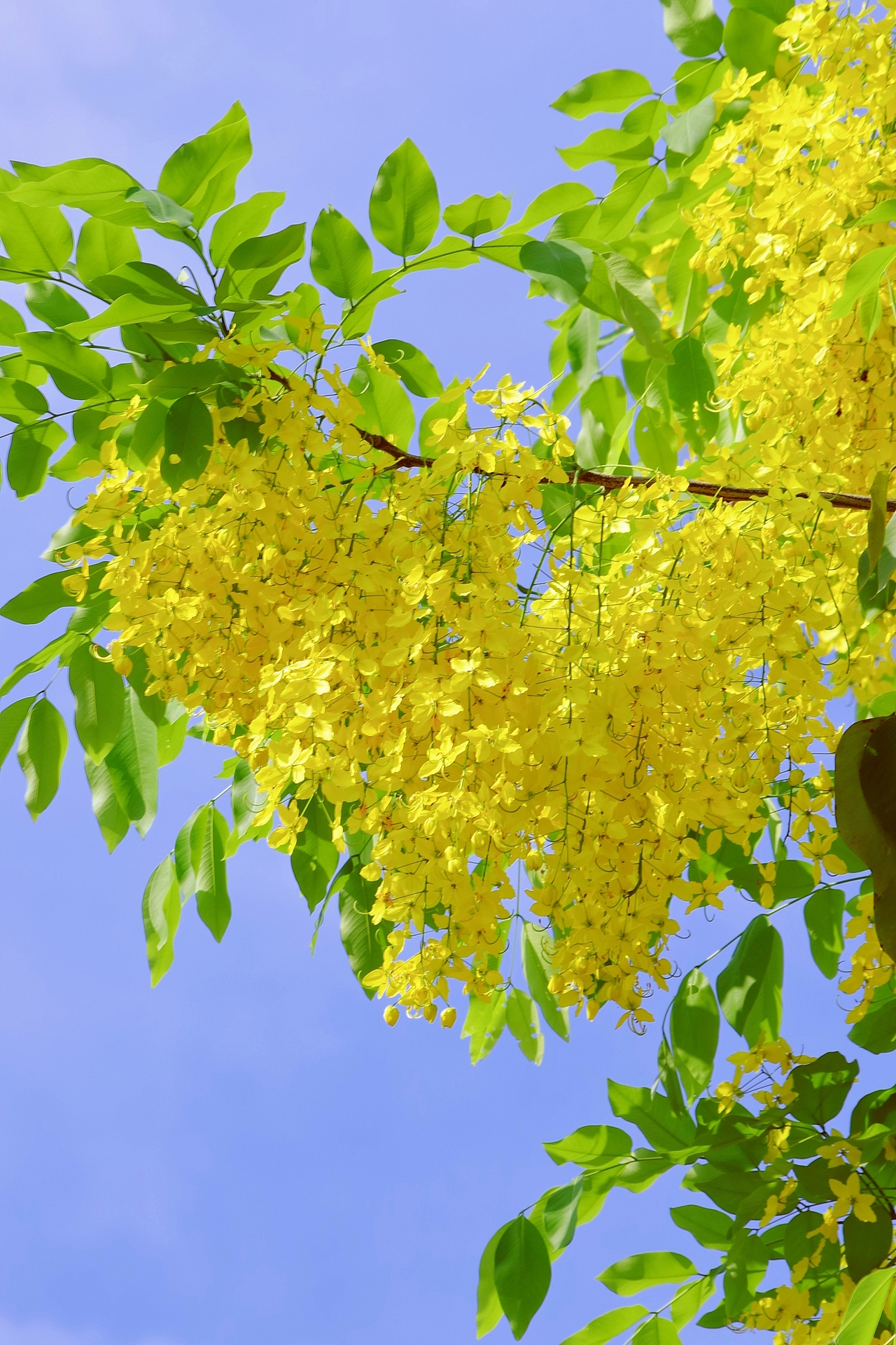 泰国国花-腊肠花（图ZMzY5MDEwODg0） - 风光摄影 - 站酷设计师风流阿k原创素材 - 站酷ZCOOL