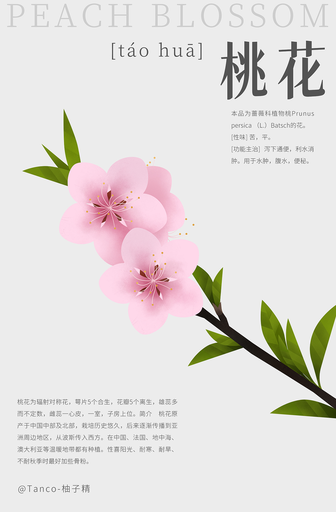 瓜果蔬菜花花（图ZMzA3NDUwNDU2） - 创作习作 - 站酷设计师Tanc_o原创素材 - 站酷ZCOOL