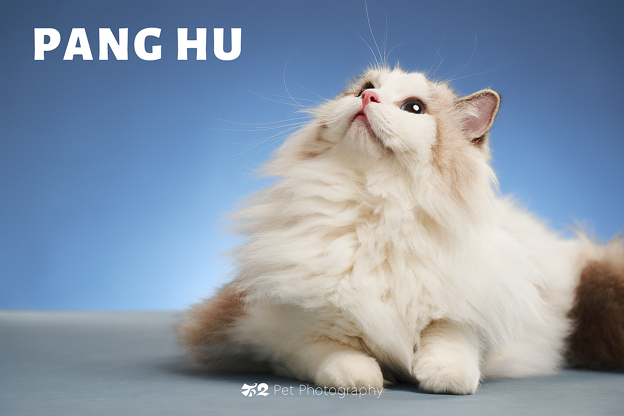 烟台美食摄影 | 萌宠 ✖ 不二造相