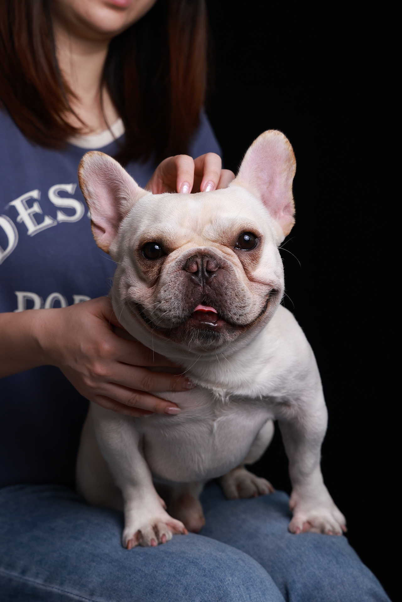 网红法斗奶酪的个狗写真原片直出