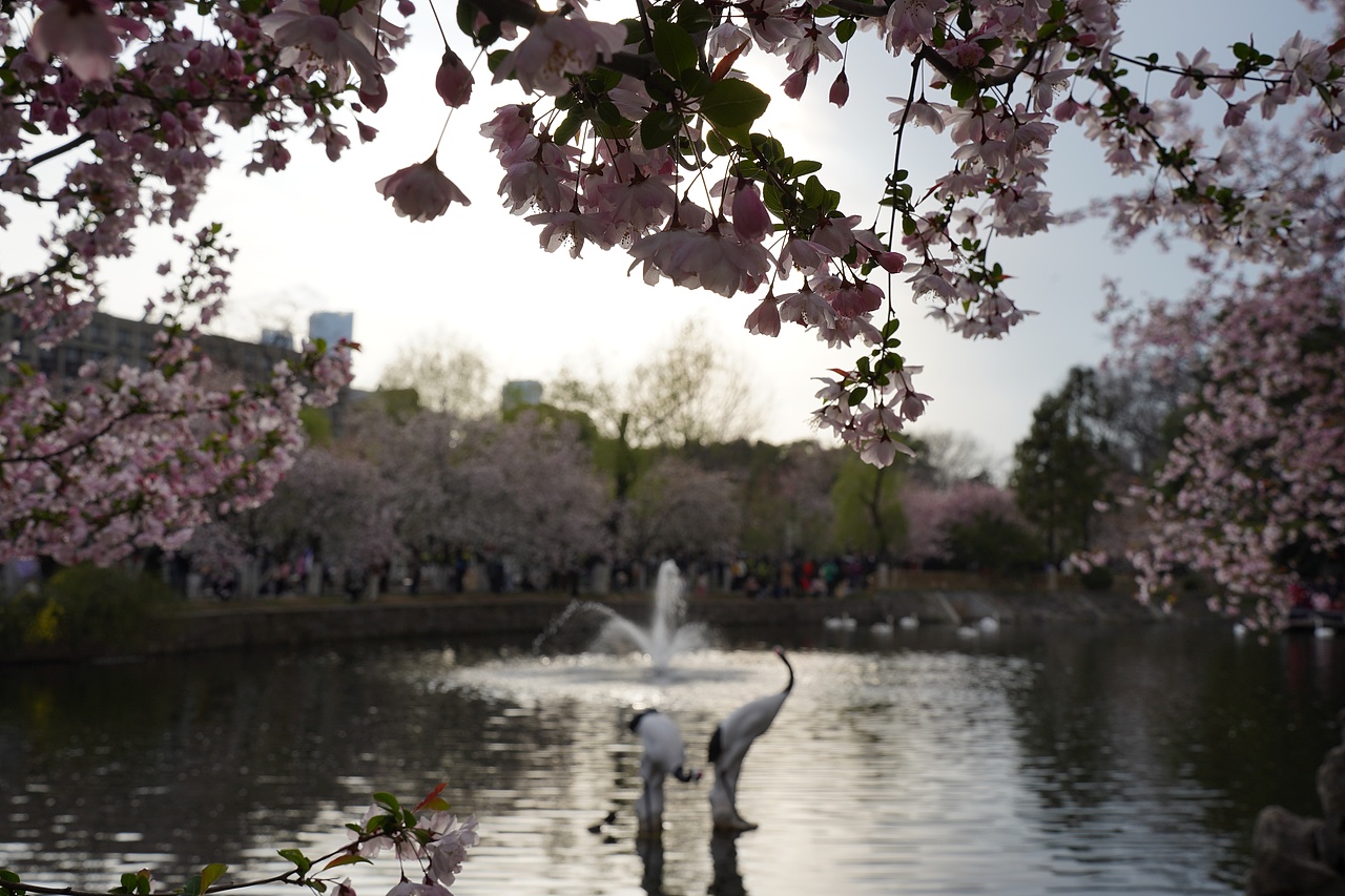 南京莫愁湖公园