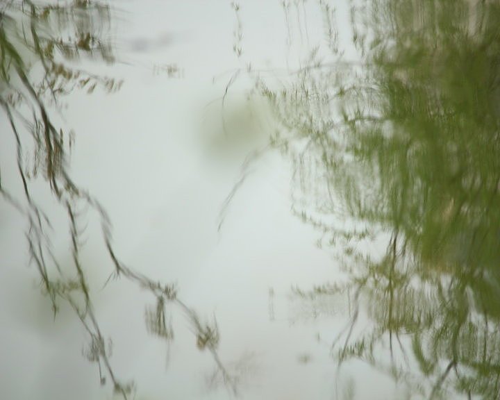 公园春天花与鸟（图ZMjk3NTE2NDY0） - 风光摄影 - 站酷设计师万向视觉原创素材 - 站酷ZCOOL