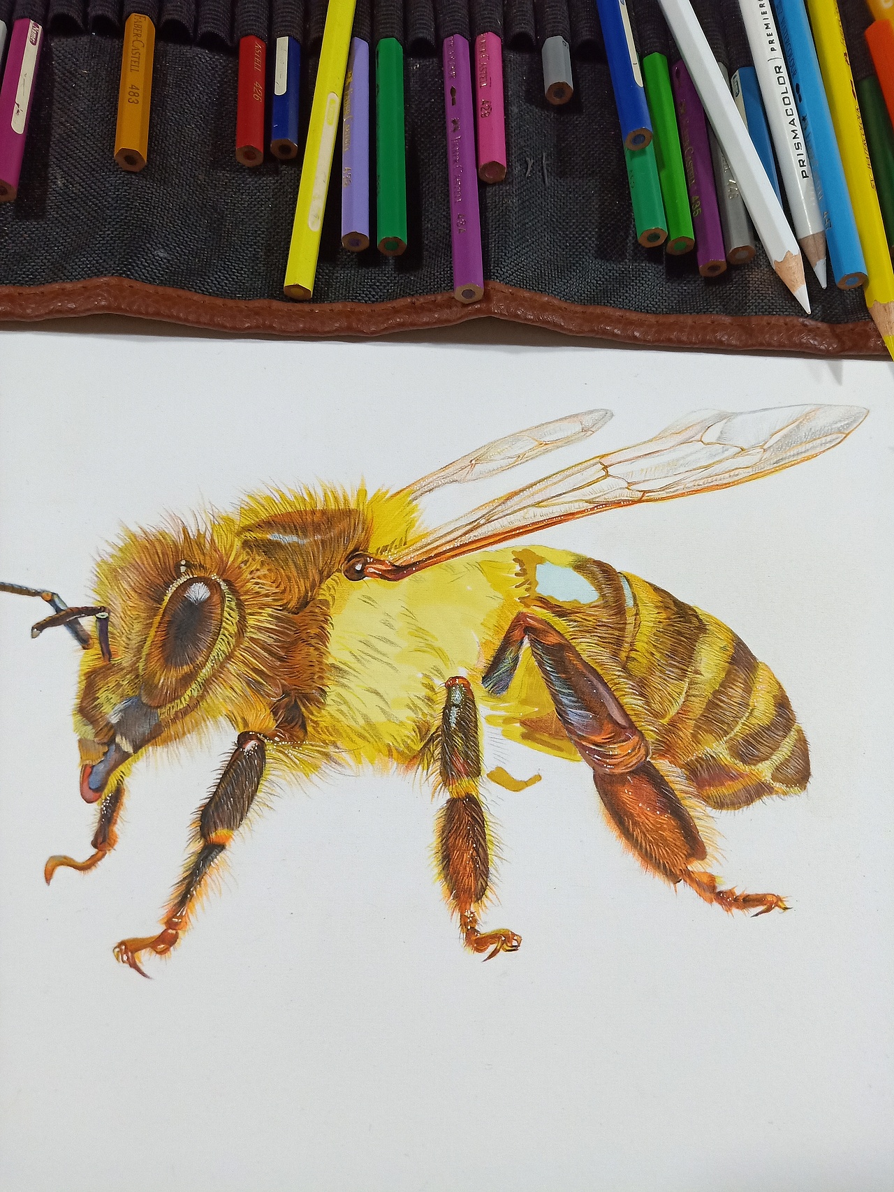 《千奇百怪的昆虫》系列绘本 手绘彩铅 科普绘本（图ZMzQzNDY4MTA4） - 绘本 - 站酷设计师石子儿绘本工作室原创素材 - 站酷ZCOOL