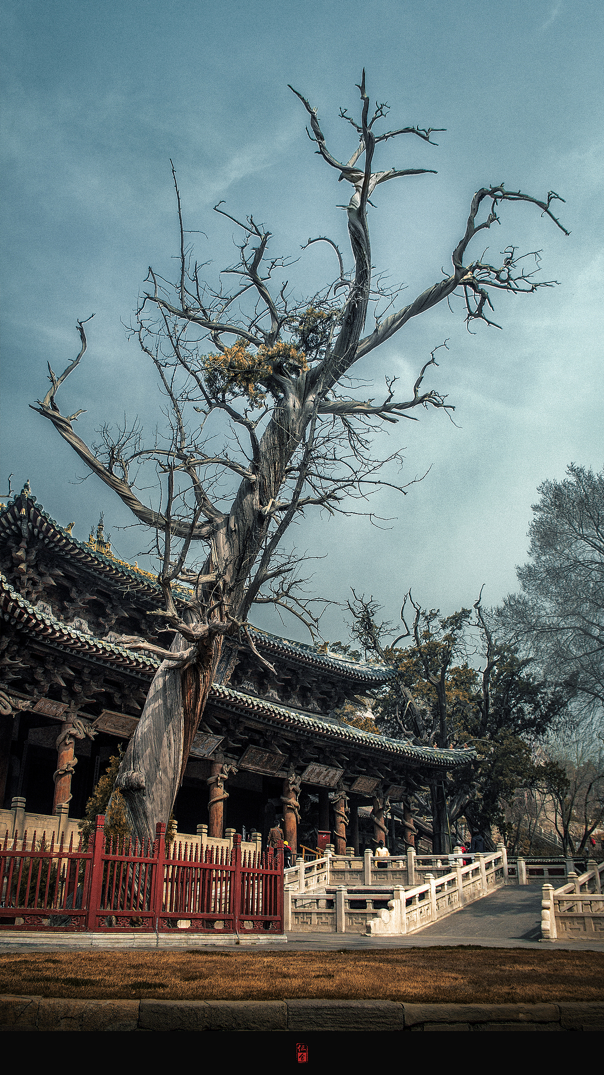 这棵300年的榆树,还是那么苍劲有力,相比历经三千年的周柏,可真所谓年纪轻轻。