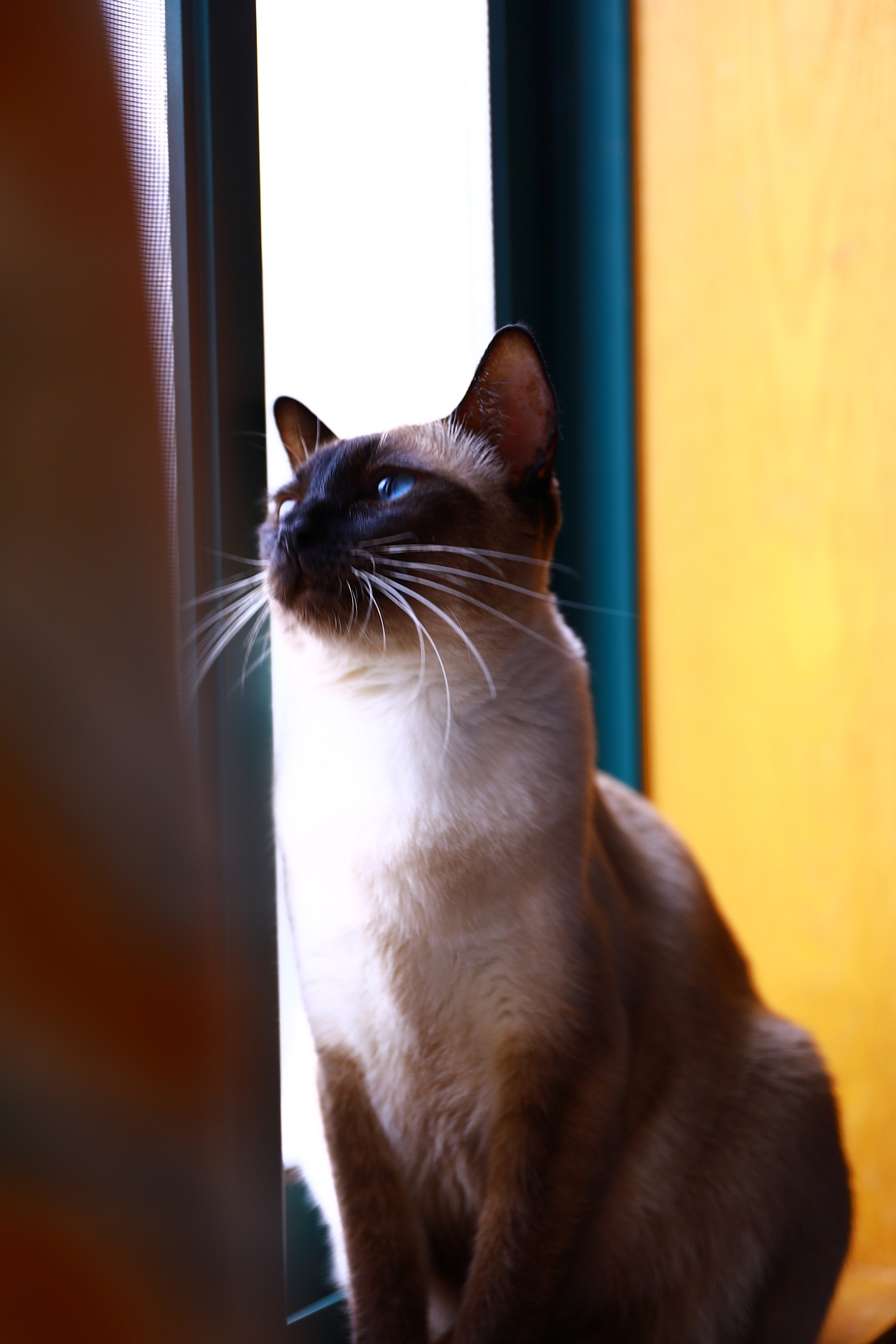 原创/摄影/宠物摄影（图ZMzY5NTY4ODk2） - 宠物摄影 - 站酷设计师zpping123原创素材 - 站酷ZCOOL