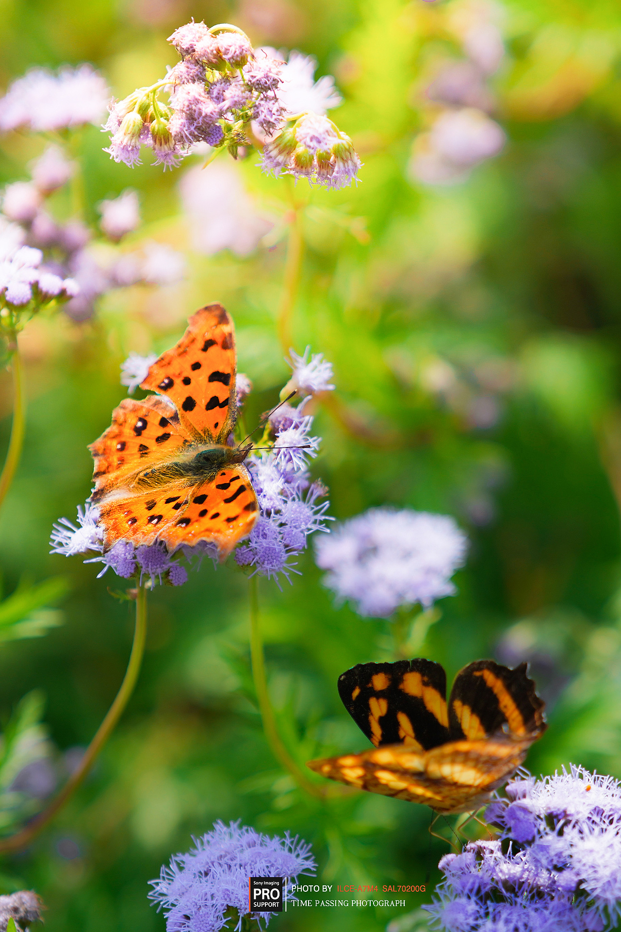 湿地密林（图ZMzUzNDIxNTU2） - 风光摄影 - 站酷设计师XdeppX原创素材 - 站酷ZCOOL