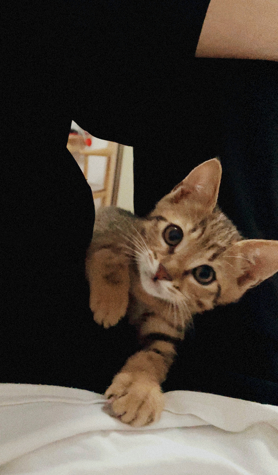 "皮猴"招财的可爱瞬间