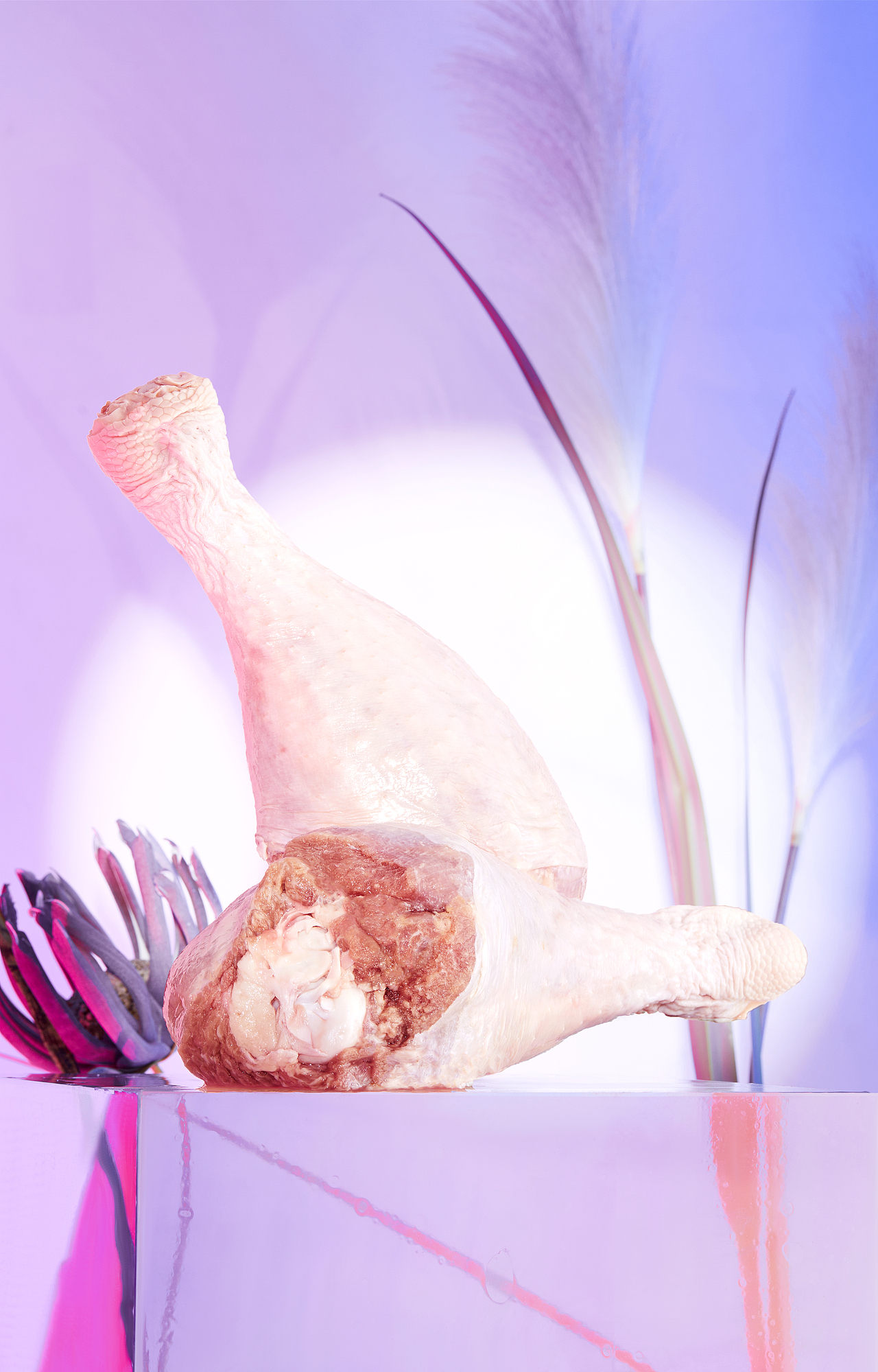 蓝氏 猎宴火鸡全价猫粮