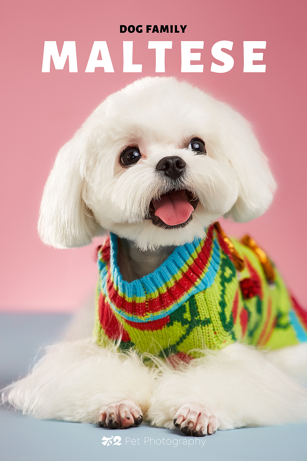 烟台美食摄影 | 萌宠 ✖ 不二造相