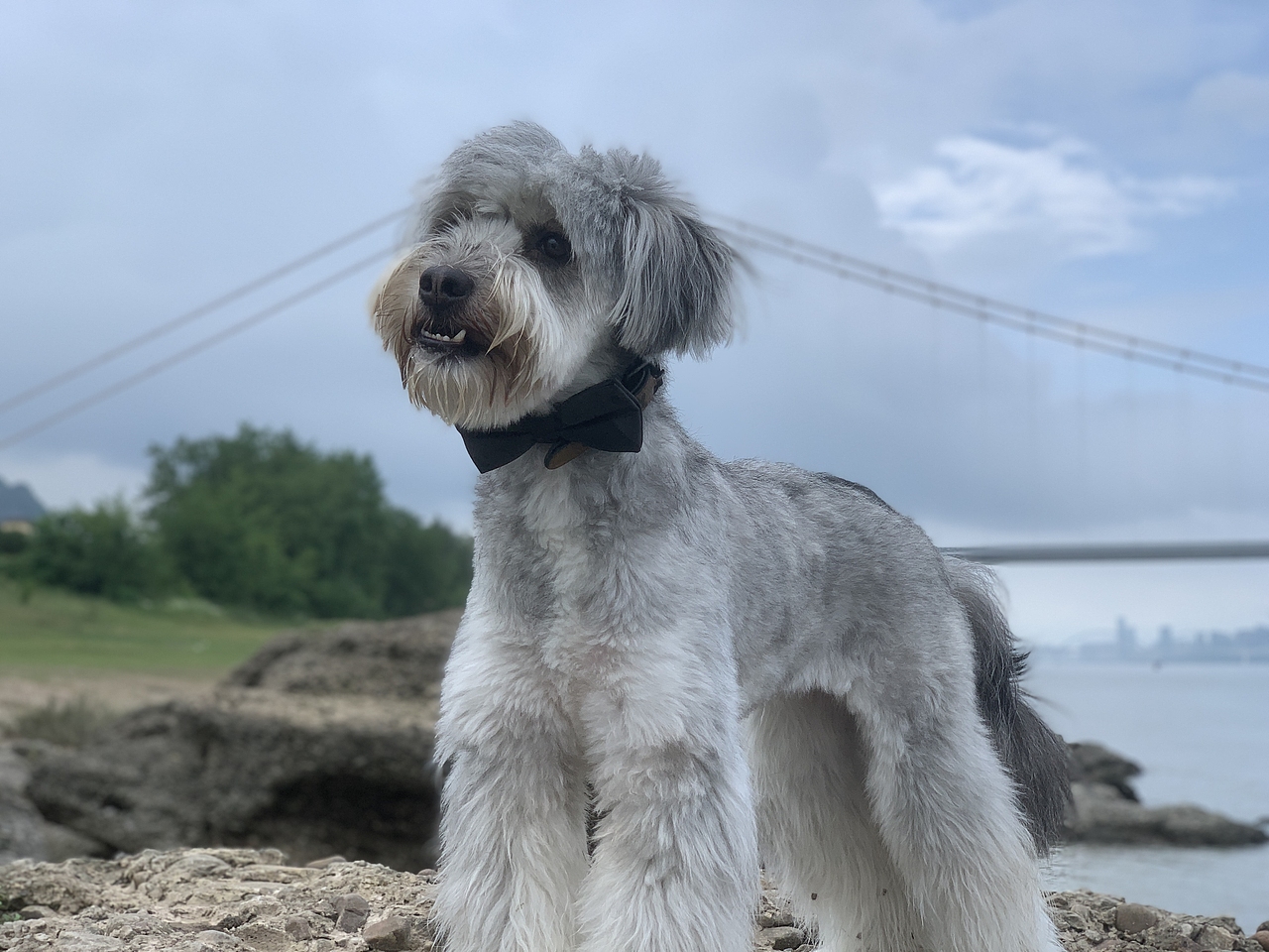 重在参与-分享自己的小宝贝（图ZMzE1NTE2NjQ4） - 宠物摄影 - 站酷设计师Zihele_原创素材 - 站酷ZCOOL