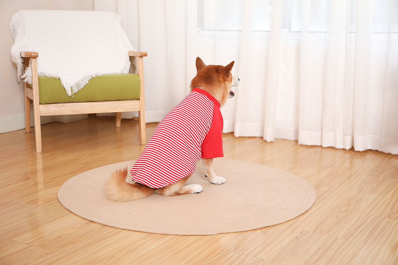 车载牵引绳拍摄亚马逊跨境电商主图设计产品摄影视频制