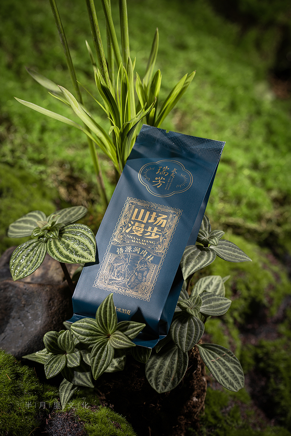 漫步山场--悟源涧肉桂