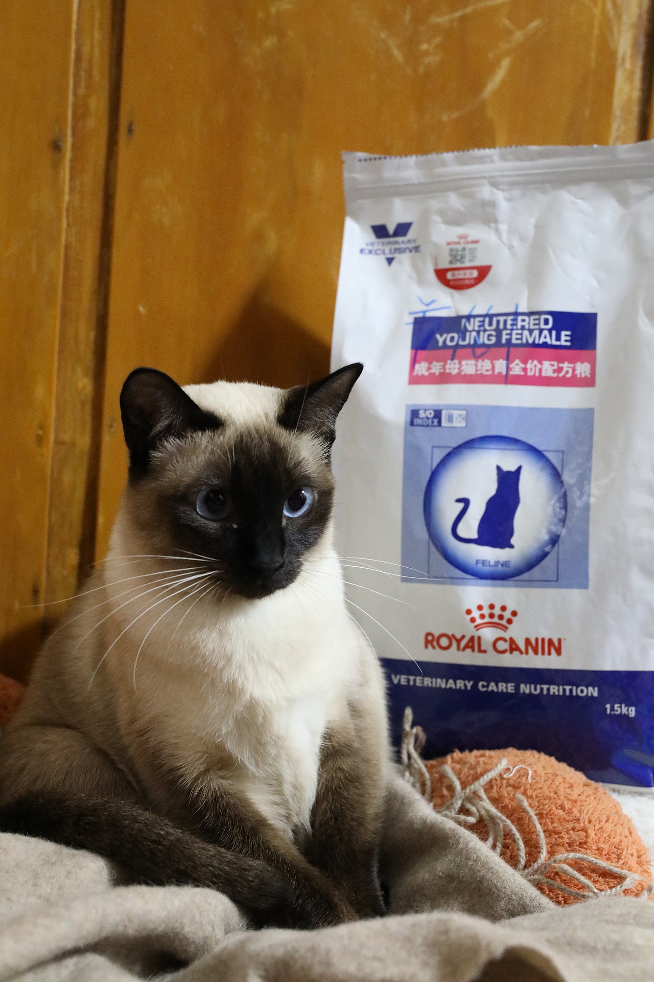 原创/摄影/宠物摄影（图ZMzY5NTY5MDMy） - 宠物摄影 - 站酷设计师zpping123原创素材 - 站酷ZCOOL