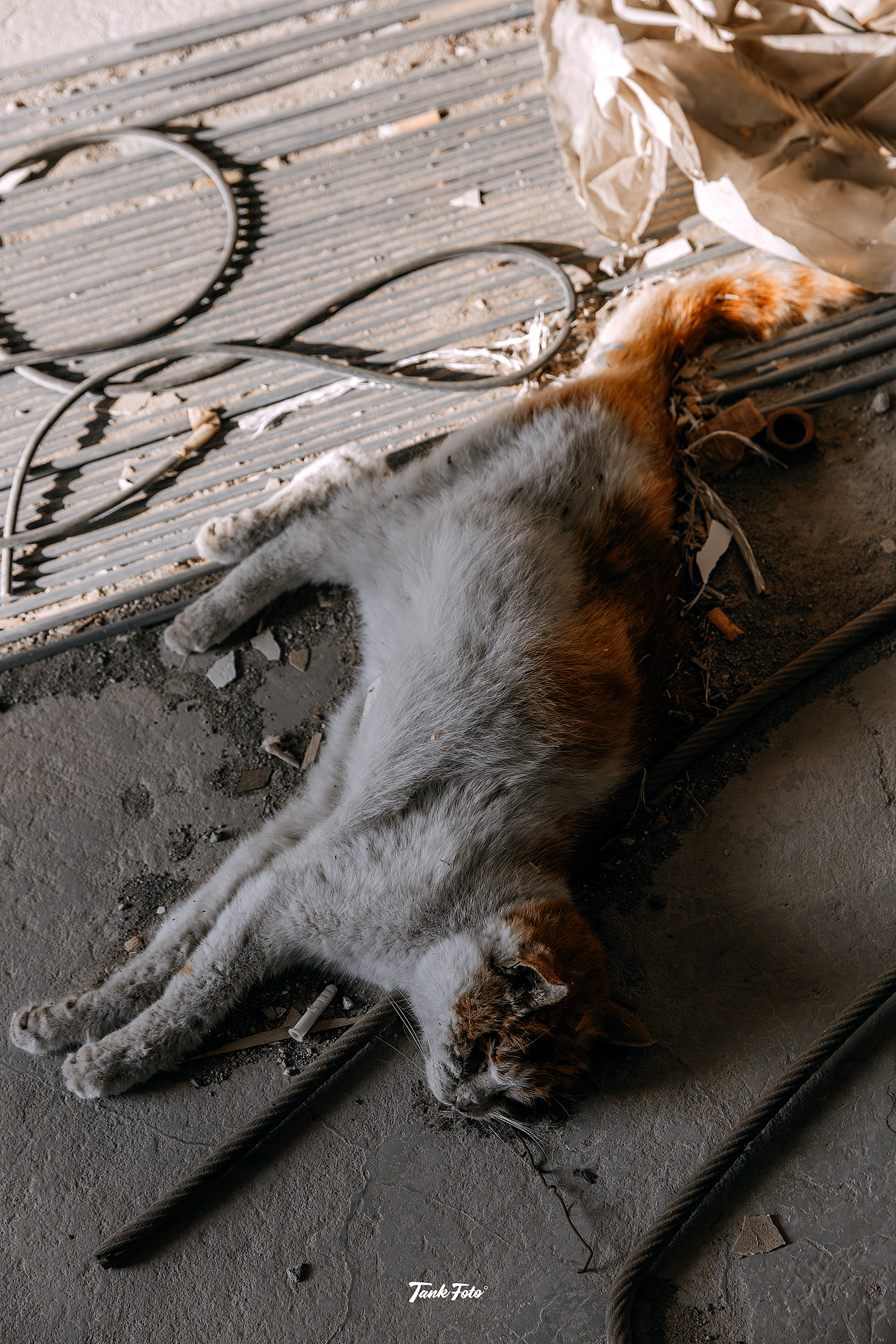 它是自己从楼下跑到这三十多楼上来的？还是被人抱上来后遗弃掉的？不得而知不可思议…