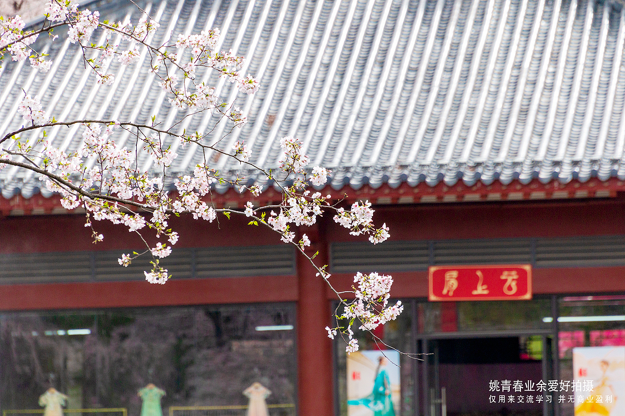 武汉东湖磨山樱花园姚青春2023年随拍照片1