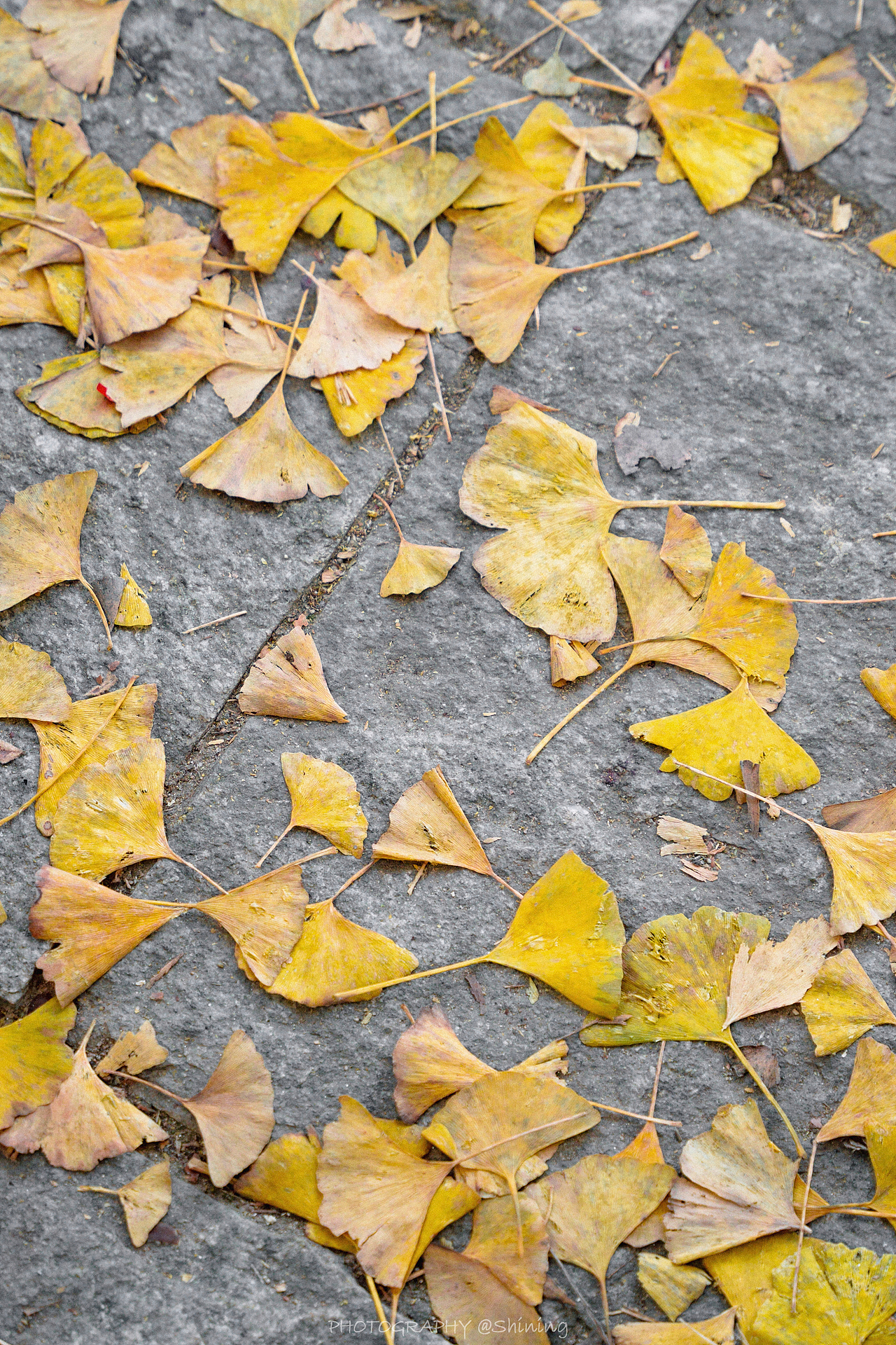 南雄银杏森林公园