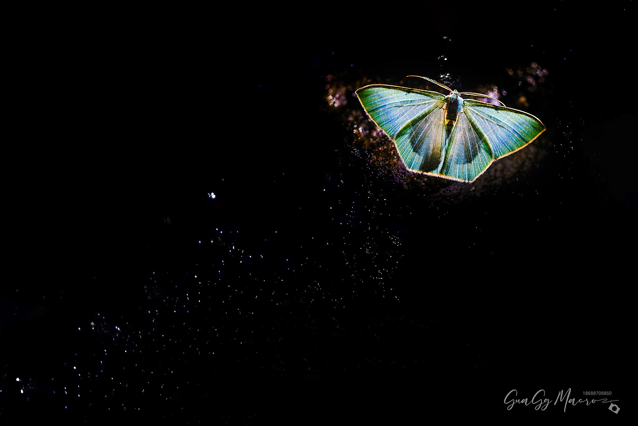 瓜哥生态微距-保护环境 人人有责（图ZMzQ2Nzg5ODM2） - 其他摄影 - 站酷设计师瓜哥微距摄影原创素材 - 站酷ZCOOL