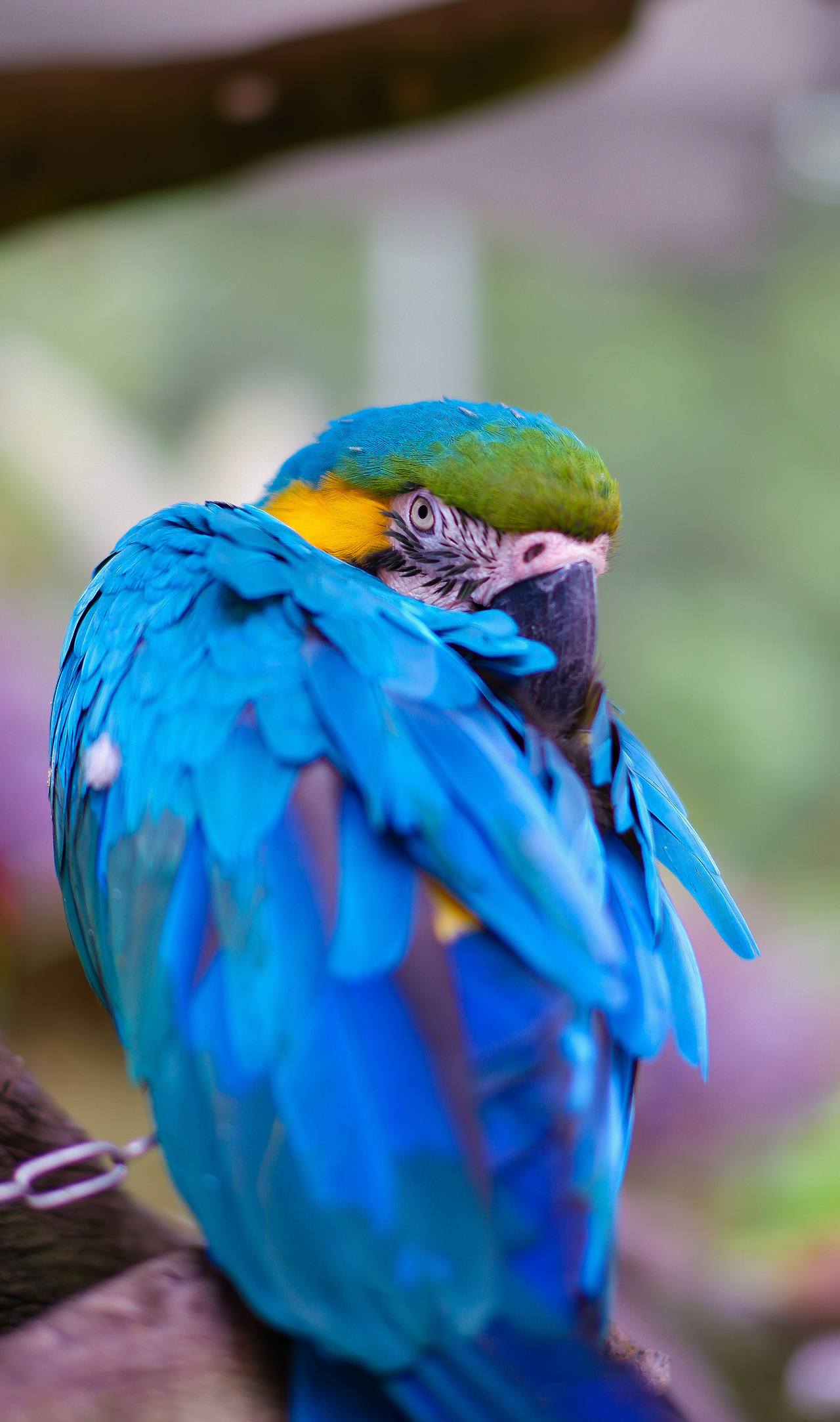 碧峰峡-野生动物园