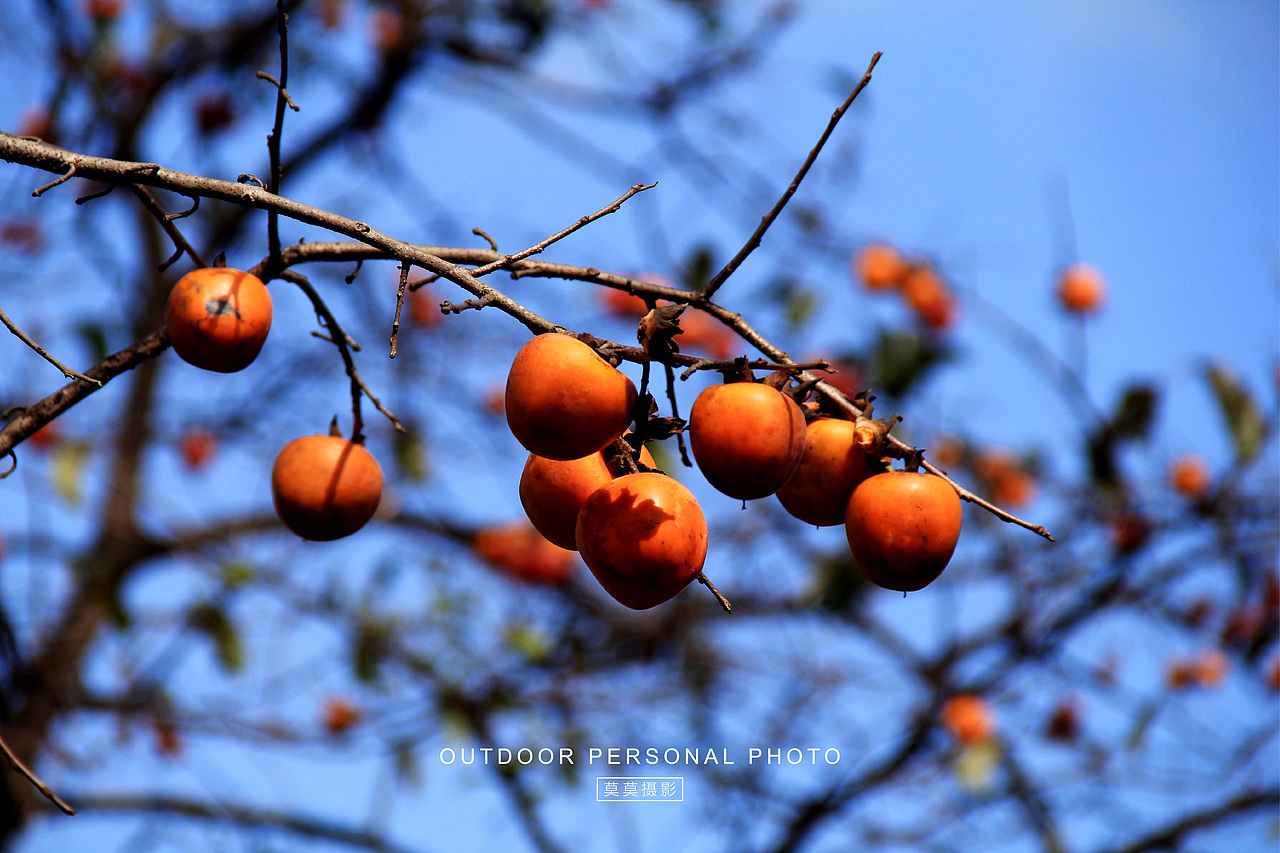 从化桂峰村的柿子“熟了”（图ZMzU0ODAzNDg4） - 人文/纪实摄影 - 站酷设计师莫莫摄影原创素材 - 站酷ZCOOL