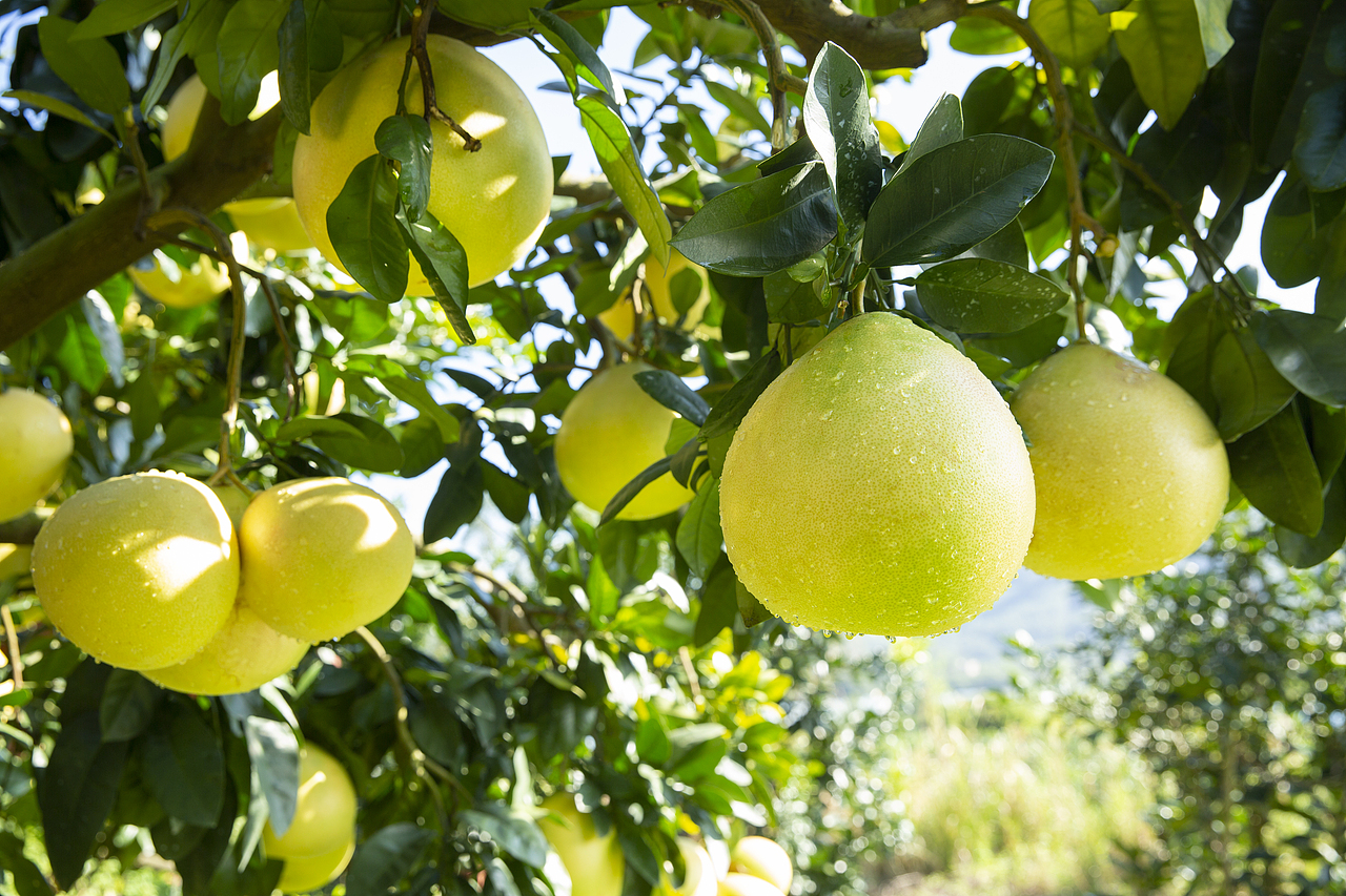 美食摄影 | 鑫荣懋✖ 一方摄影 维多丽蜜柚拍摄