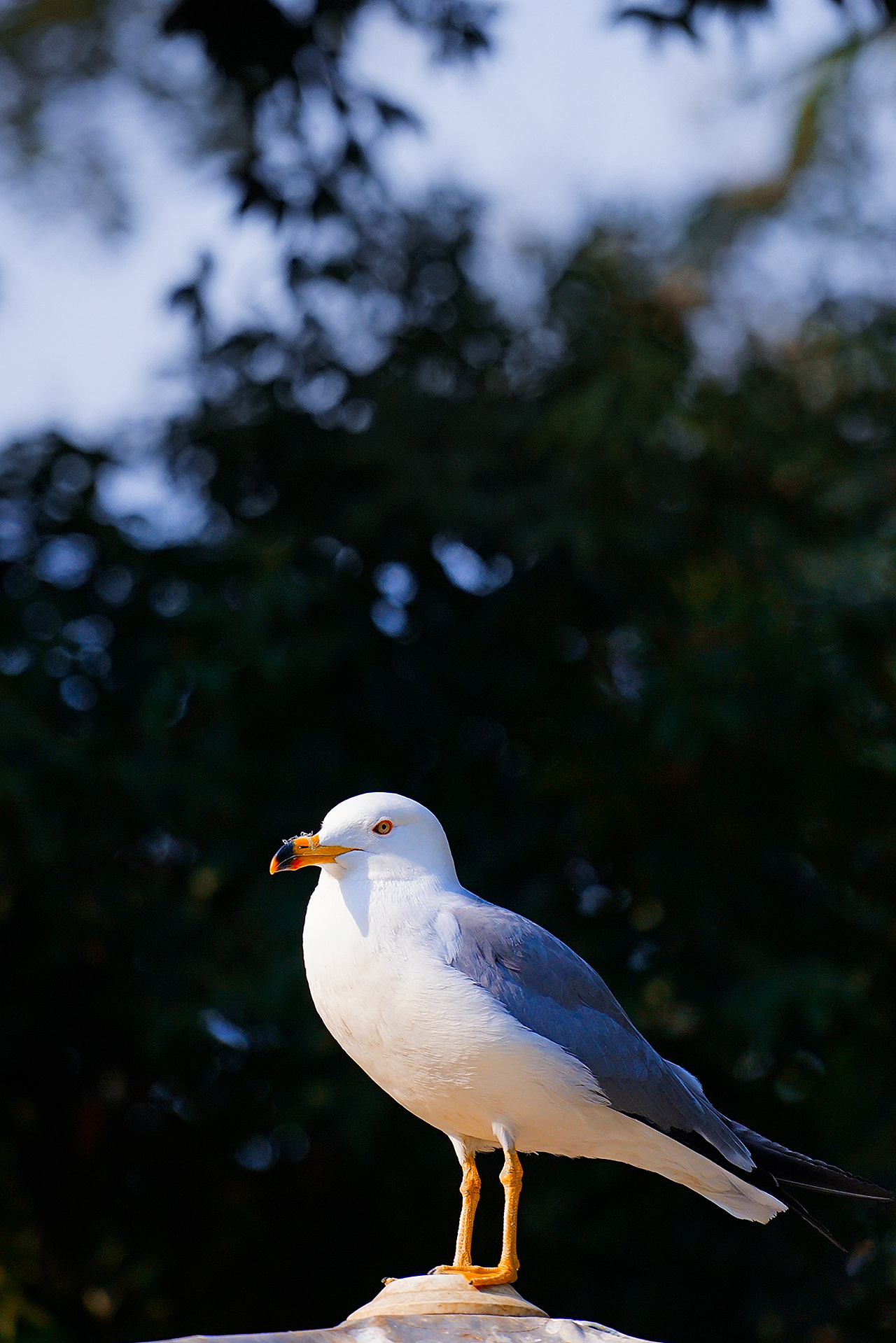 泸沽掠影（图ZMzUxNzg0MDI0） - 风光摄影 - 站酷设计师XdeppX原创素材 - 站酷ZCOOL
