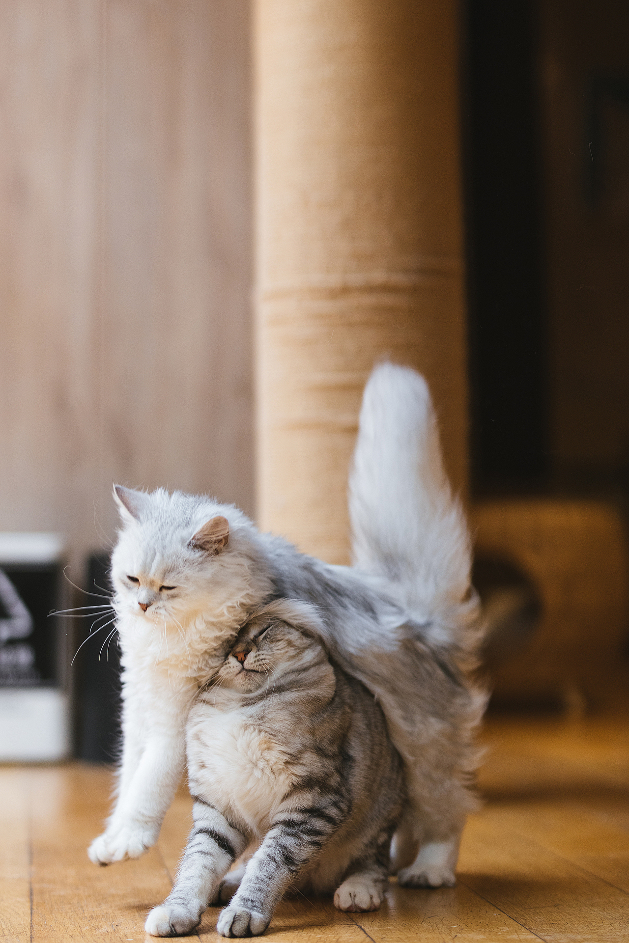 猫的私房 第六季