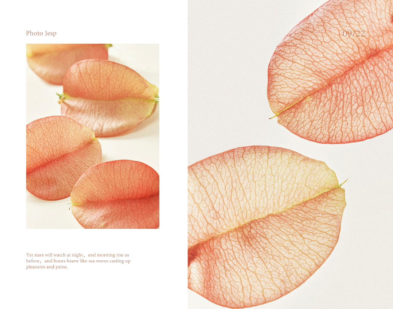 摇曳栾树（图ZMzE3Mzk0OTQw） - 美食摄影 - 站酷设计师jessipan原创素材 - 站酷ZCOOL