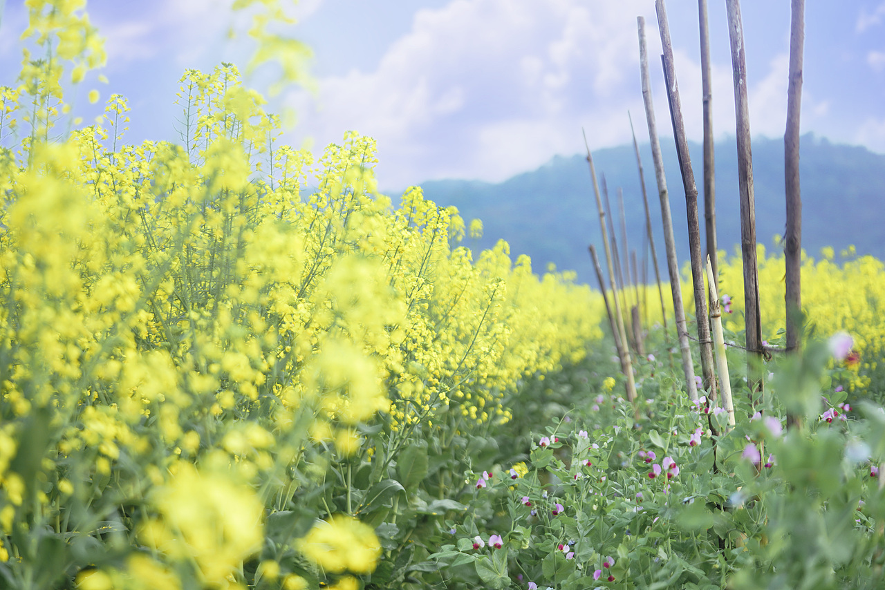 花开满山坡（图ZMzY1NDIwNTQ0） - 人像摄影 - 站酷设计师有田人家原创素材 - 站酷ZCOOL