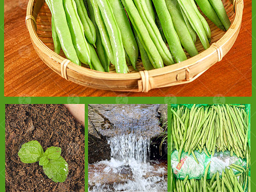 四季豆详情页 四季豆视频 新鲜蔬菜描述 四季豆高清图