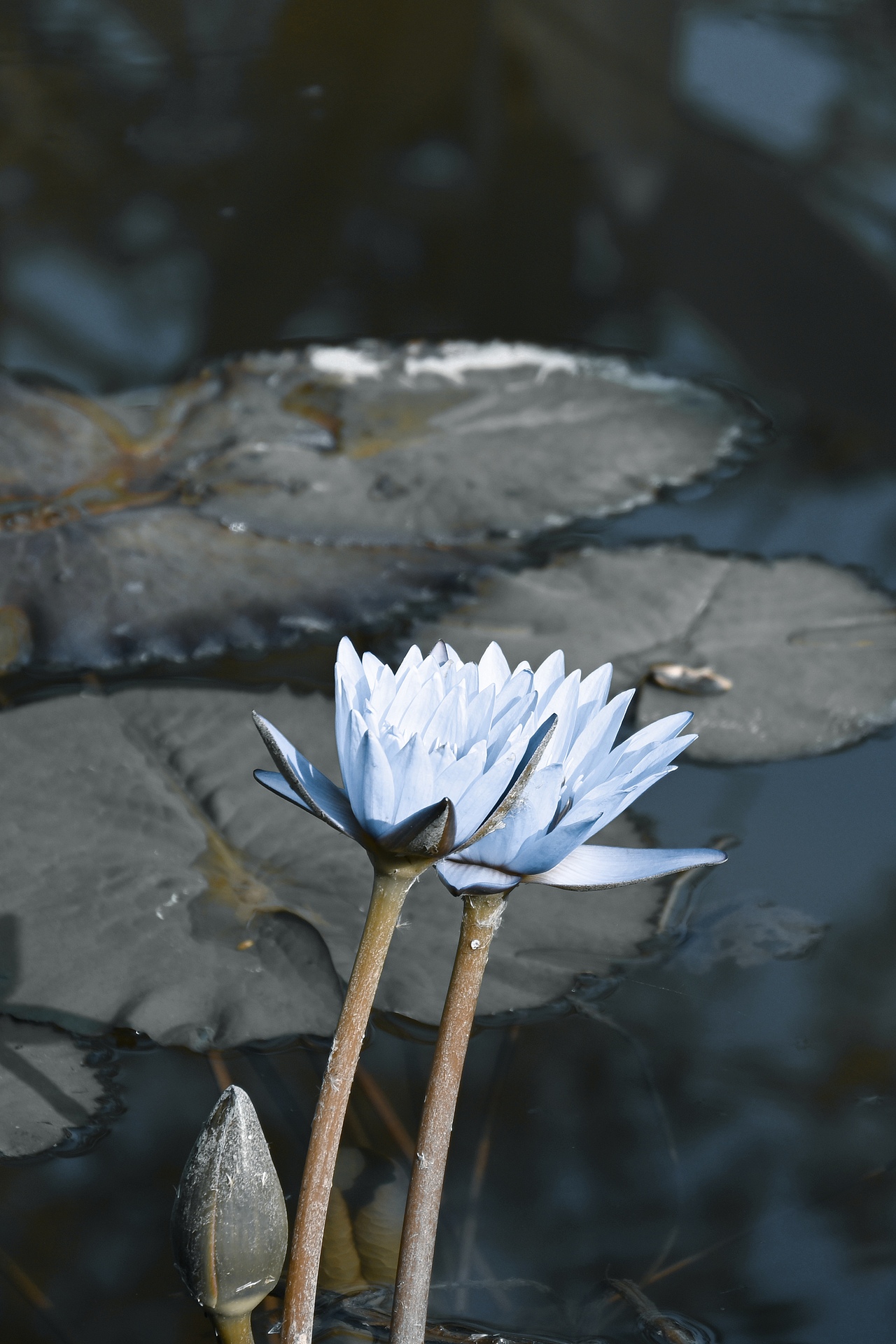 摄影、花、荷花（图ZMzYwNTQ1Njg0） - 风光摄影 - 站酷设计师clEVad原创素材 - 站酷ZCOOL