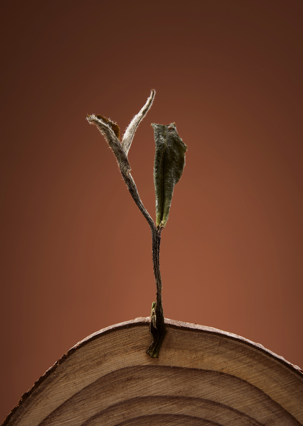 茶福鼎白茶,五墨茶业（图ZMzQ1MTIyNzIw） - 产品摄影 - 站酷设计师飞鱼摄影原创素材 - 站酷ZCOOL