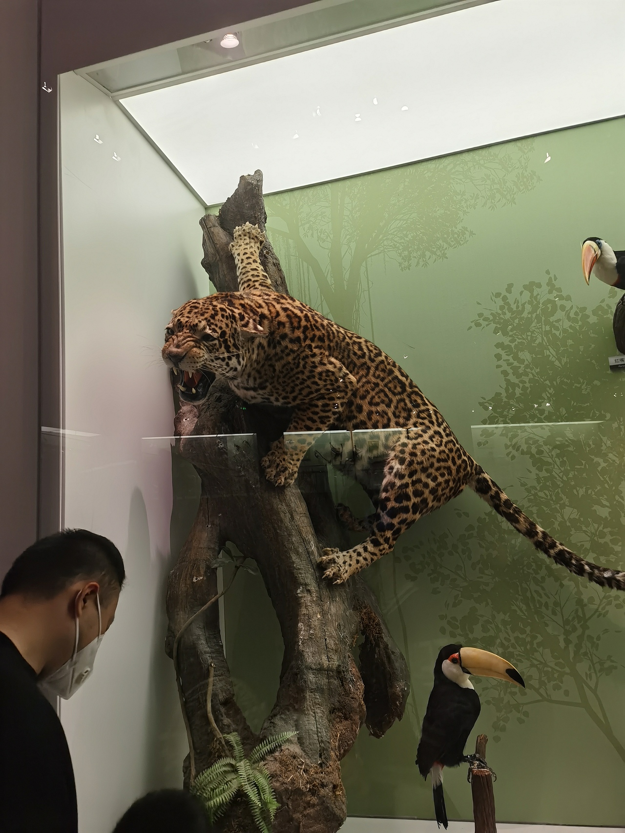 成都自然博物馆（图ZMzI0NTI4Mzc2） - 展陈设计 - 站酷设计师聚光灯下锦衣夜行原创素材 - 站酷ZCOOL