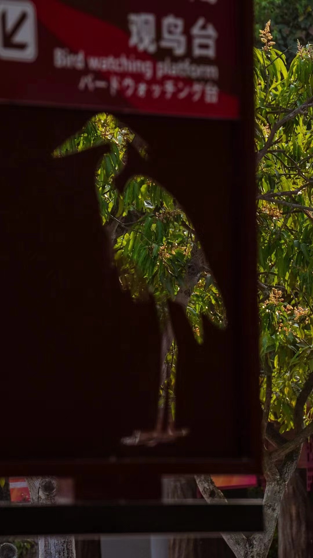 江门新会——小鸟天堂