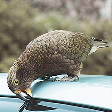 亚马逊牧马人越野车衣/越野防护罩/越野车罩橱窗A+全套（图ZMzI1ODkxMTA4） - 电商 - 站酷设计师Oldeuboi原创素材 - 站酷ZCOOL