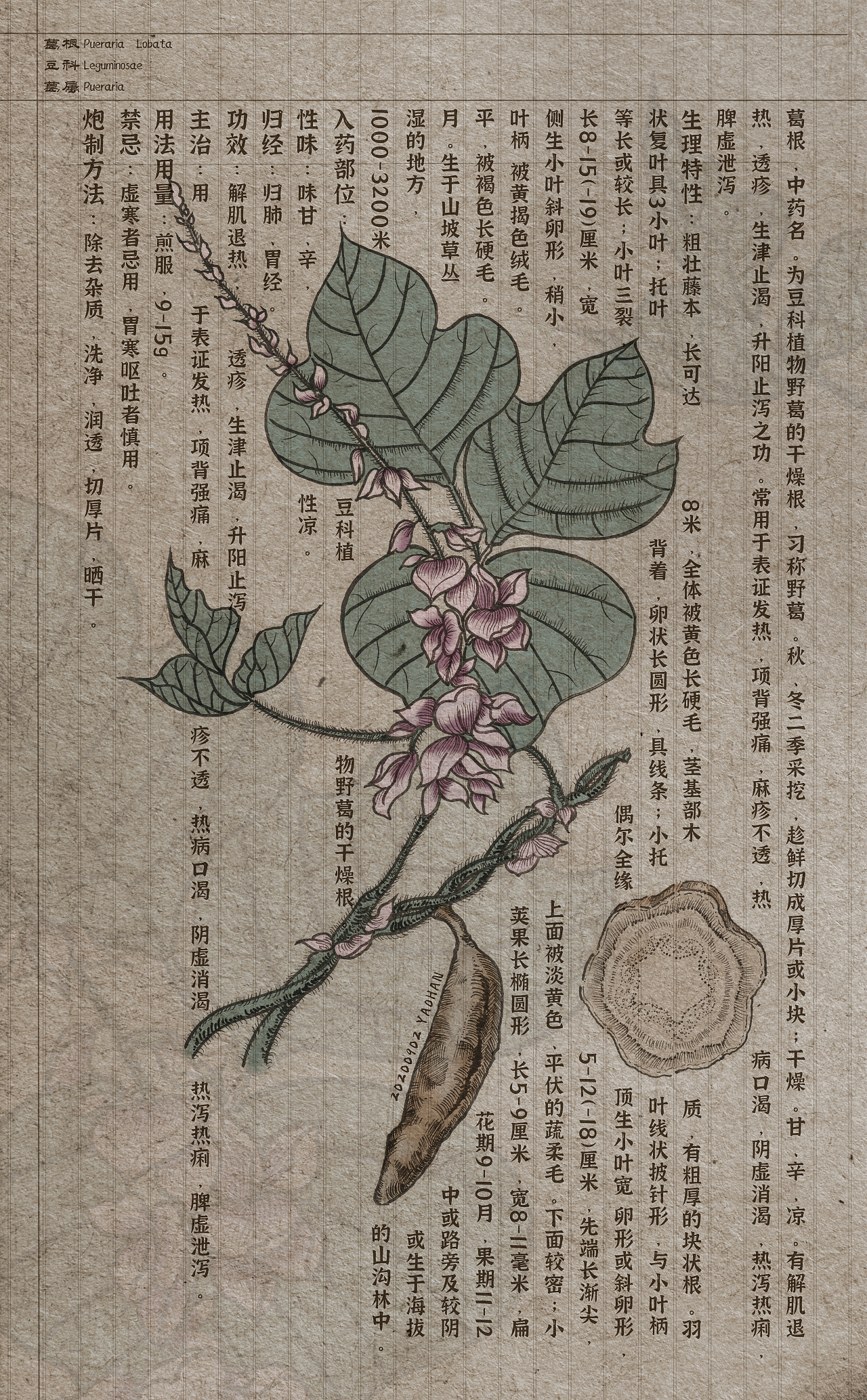 本草纲目-中草药手绘插画图鉴
