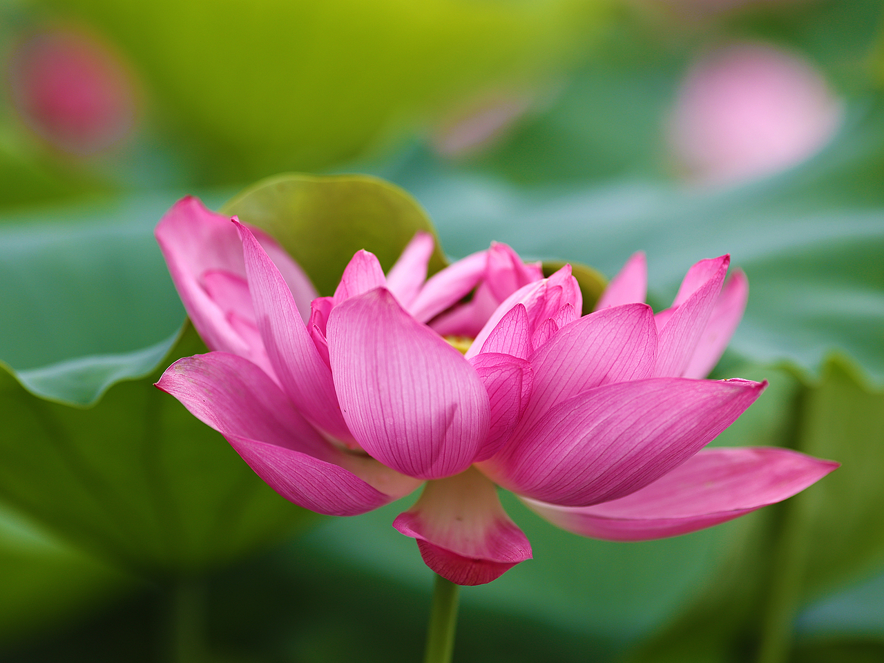 [游玩] 夏日觉醒：新津千亩荷塘（图ZMzI1ODYzNDA4） - 宠物摄影 - 站酷设计师摄影师_罗少原创素材 - 站酷ZCOOL