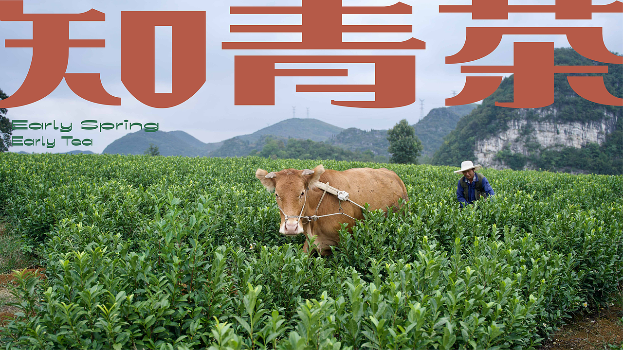 品牌标志设计 | 茶饮品牌 |知青茶（图ZMzU5Mjk3MDMy） - 品牌 - 站酷设计师Leowy原创素材 - 站酷ZCOOL